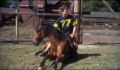 dr dolittle 3-avi_317.jpg